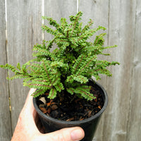 Dwarf Princess Elm - Ulmus parvifolia 'Hokkaido'