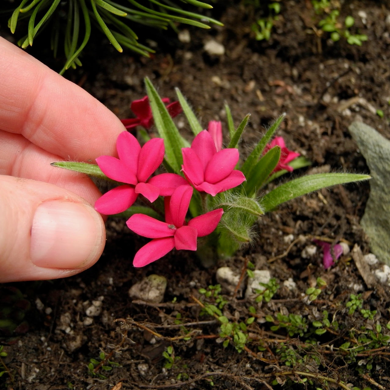 Crimson Red Star - Rhodohypoxis baurii crimson