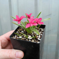 Crimson Red Star - Rhodohypoxis baurii crimson