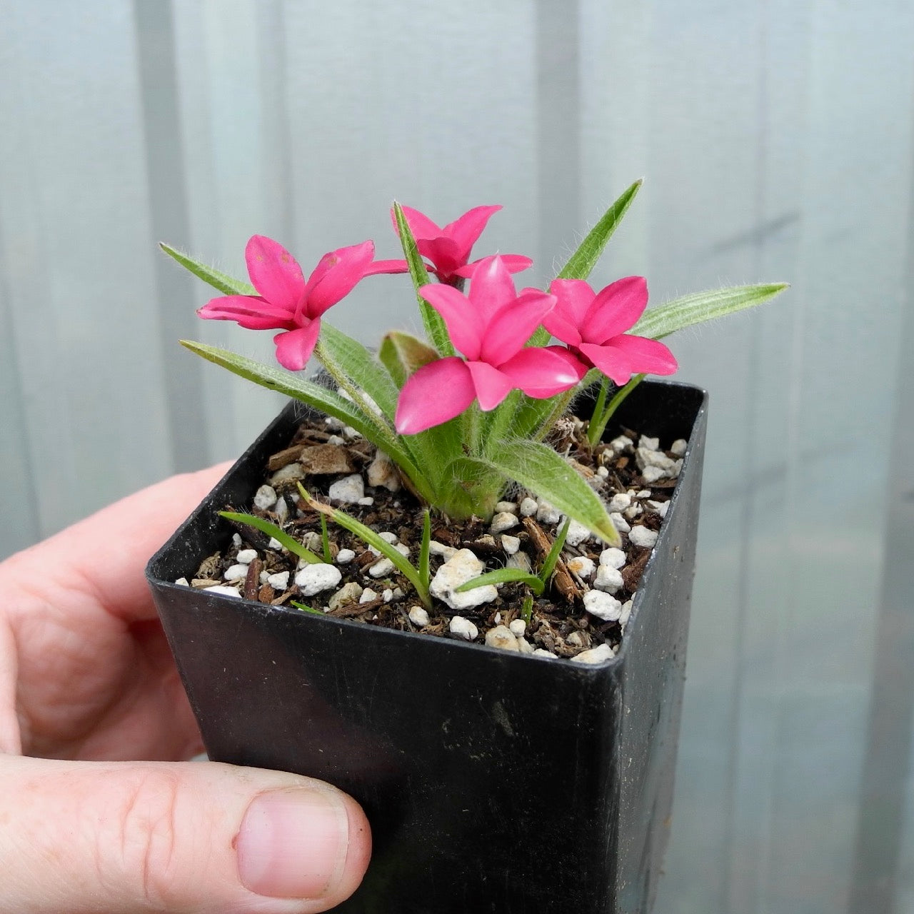 Crimson Red Star - Rhodohypoxis baurii crimson
