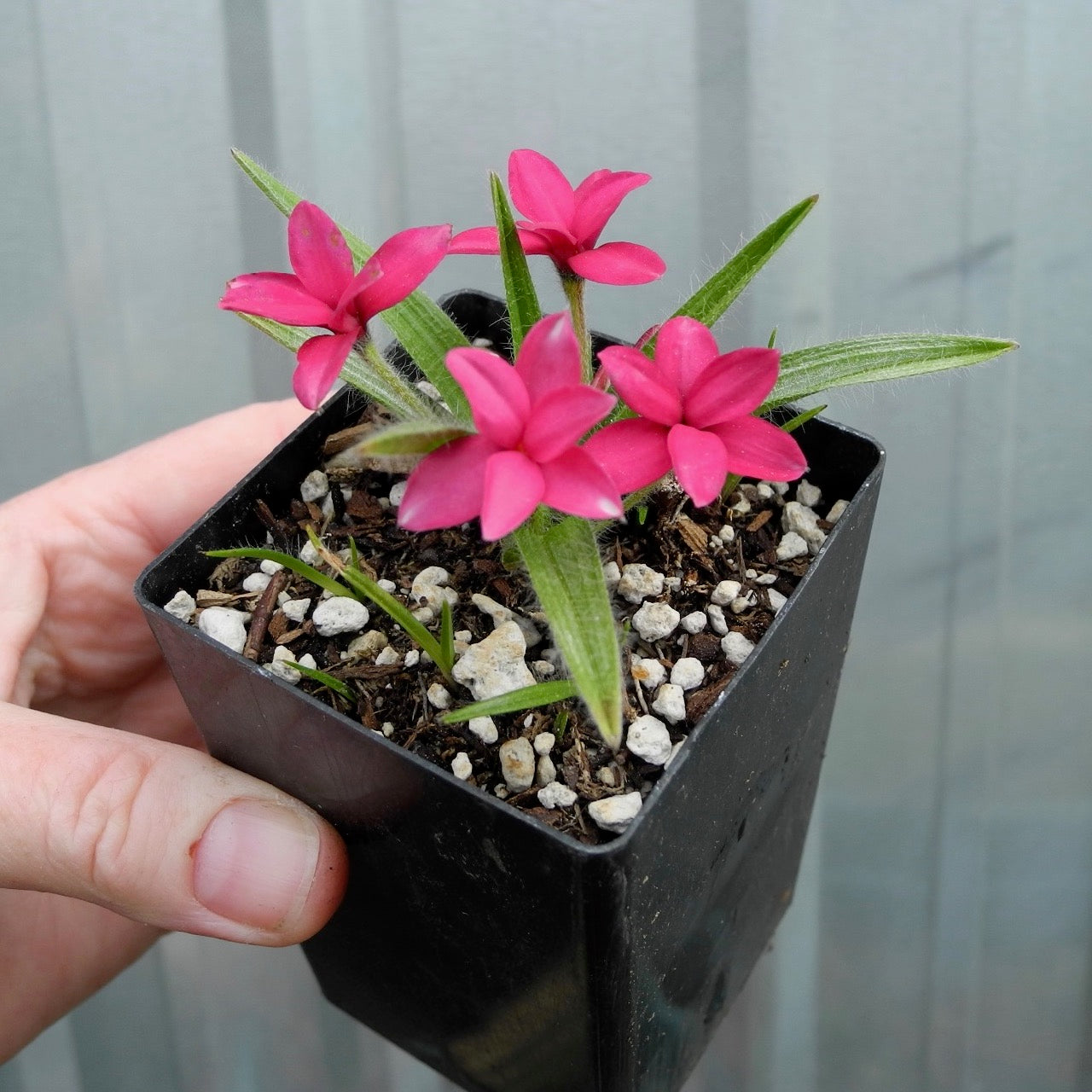 Crimson Red Star - Rhodohypoxis baurii crimson