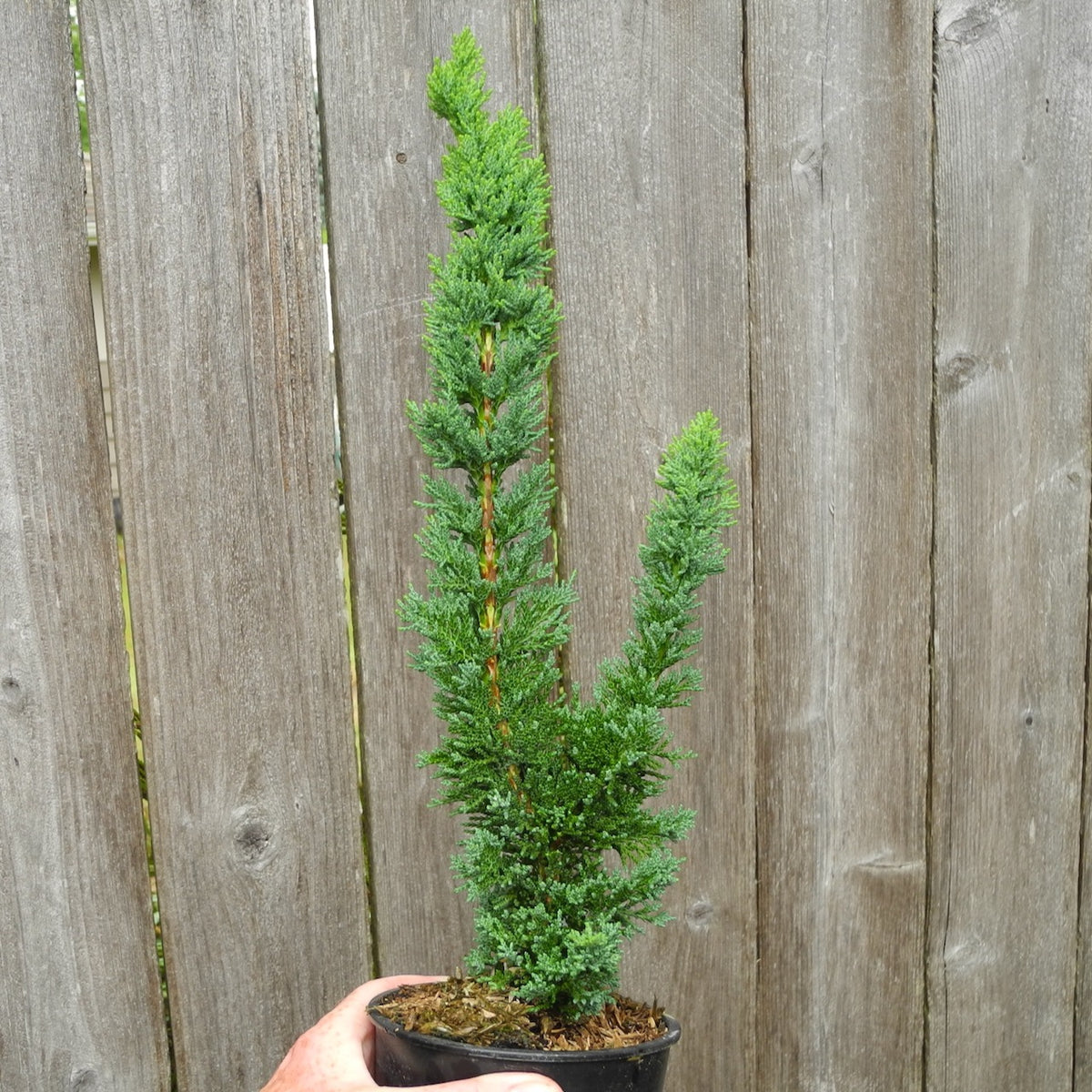 Saguaro Cypress - Chamaecyparis lawsoniana 'Wissels Saguaro'