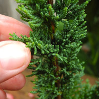 Saguaro Cypress - Chamaecyparis lawsoniana 'Wissels Saguaro'