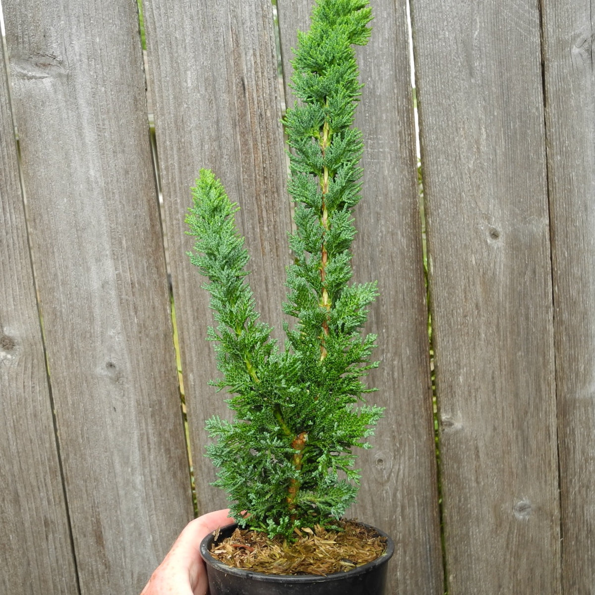 Saguaro Cypress - Chamaecyparis lawsoniana 'Wissels Saguaro'