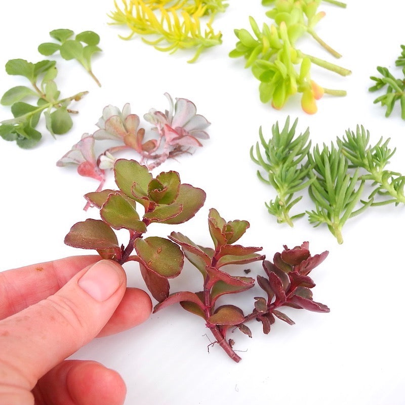 Miniature Garden Sedum Cuttings
