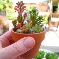 Miniature Garden Sedum Cuttings