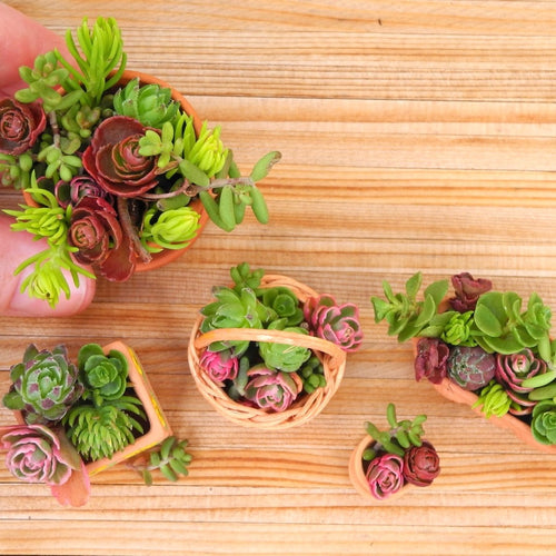 Miniature Garden Plants - True Miniature Trees & Dwarf Plants – Two ...