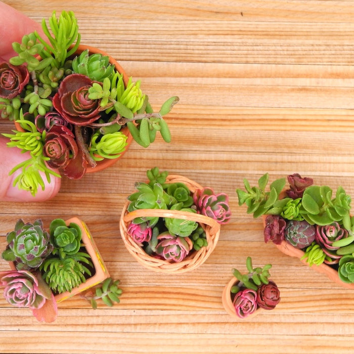 Miniature Garden Plants - True Miniature Trees & Dwarf Plants – Two ...