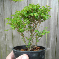 Seiju Dwarf Lacebark Elm ~ Ulmus parvifolia 'Seiju'