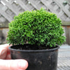 Tsukumo Dwarf Sawara Cypress - Chamaecyparis pisifera 'Tsukumo'