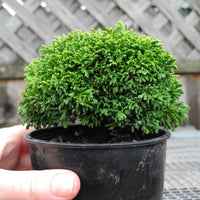 Tsukumo Dwarf Sawara Cypress - Chamaecyparis pisifera 'Tsukumo'