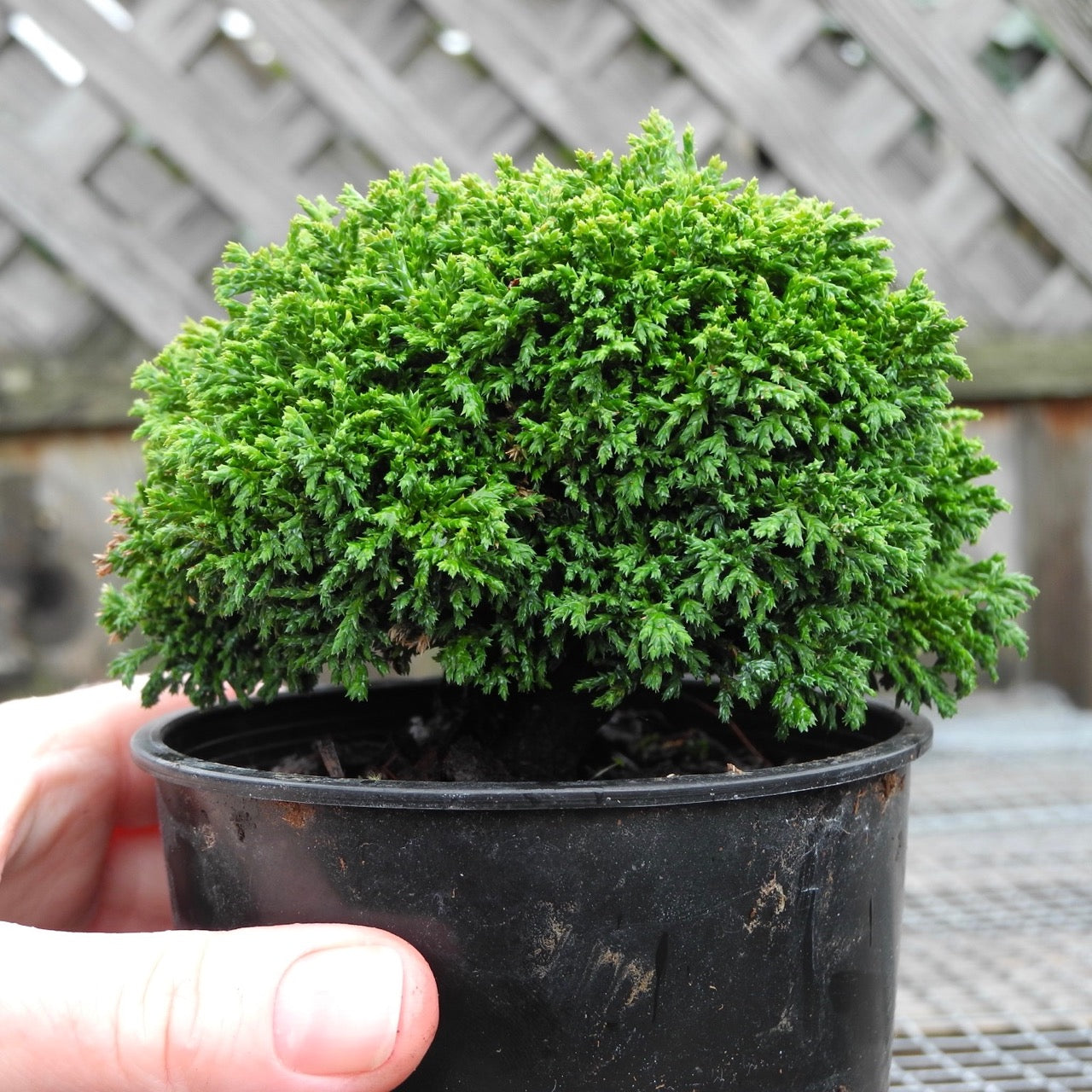 Tsukumo Dwarf Sawara Cypress - Chamaecyparis pisifera 'Tsukumo'