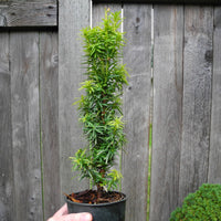 Silver Spire Dwarf English Yew - Taxus baccata 'Silver Spire'