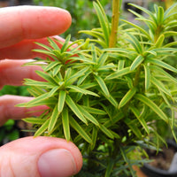 Silver Spire Dwarf English Yew - Taxus baccata 'Silver Spire'