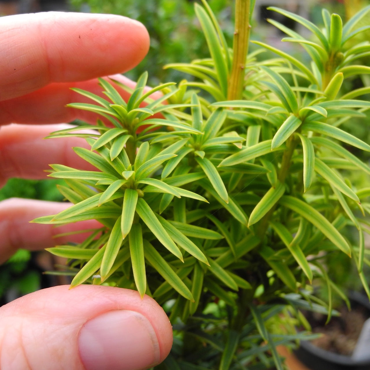 Silver Spire Dwarf English Yew - Taxus baccata 'Silver Spire'
