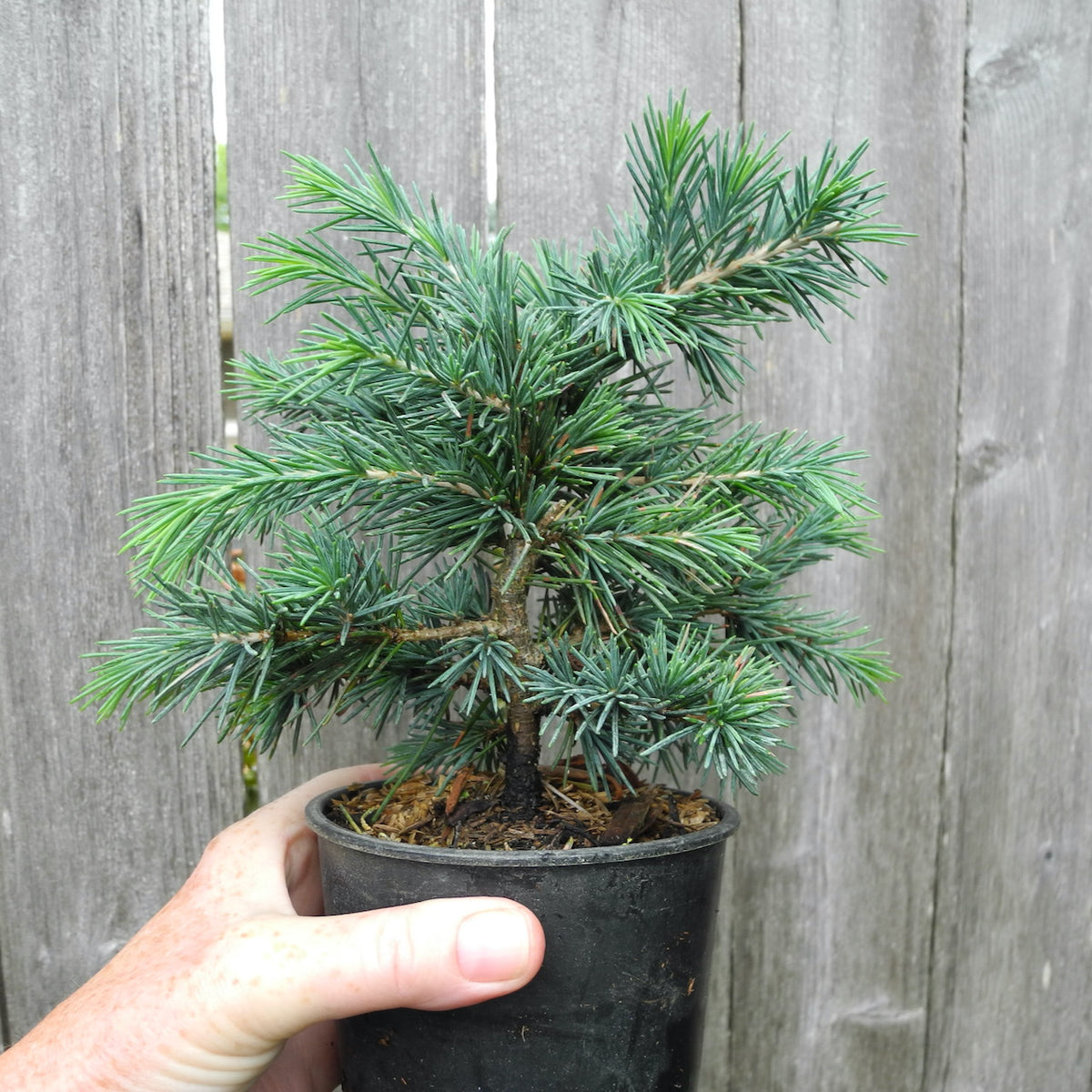 Prostrate Beauty Deodar Cedar - Cedrus deodara 'Prostrate Beauty'