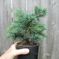 Prostrate Beauty Deodar Cedar - Cedrus deodara 'Prostrate Beauty'