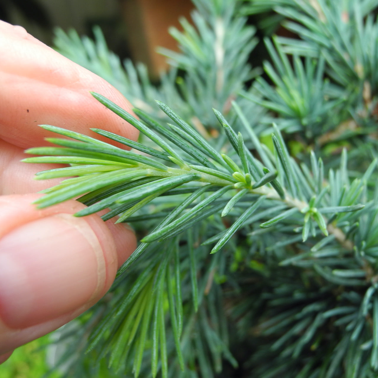 Prostrate Beauty Deodar Cedar - Cedrus deodara 'Prostrate Beauty'