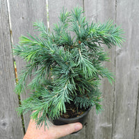 Prostrate Beauty Deodar Cedar - Cedrus deodara 'Prostrate Beauty'