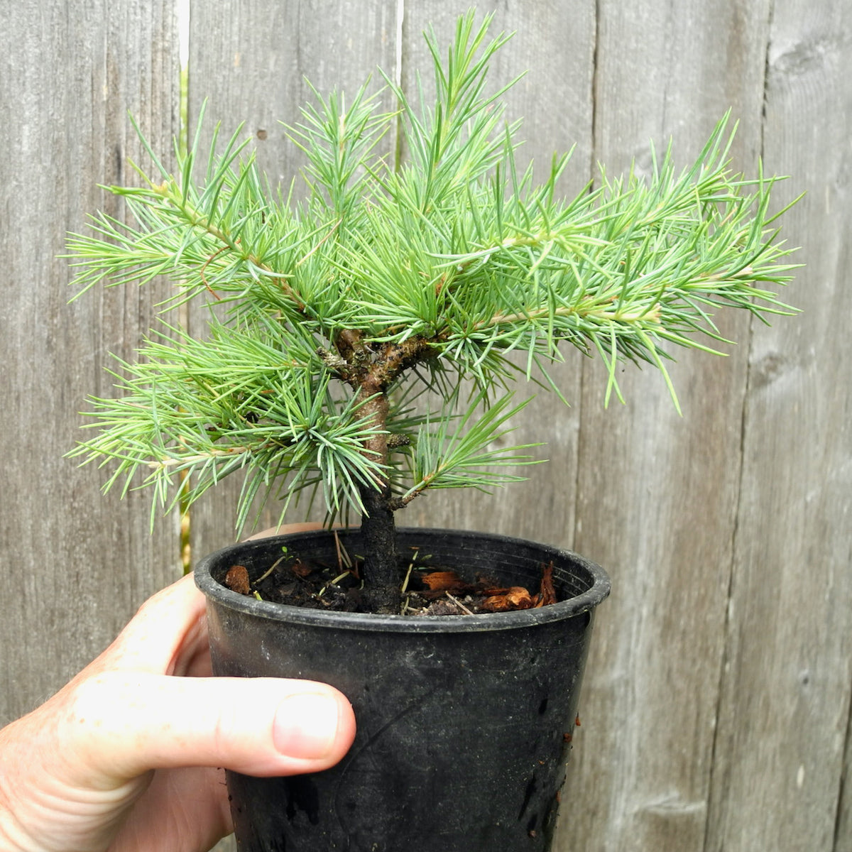 Snow Sprite Deodar Cedar - Cedrus deodara 'Snow Sprite'