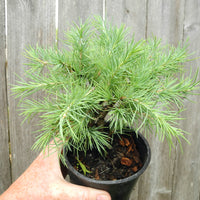 Snow Sprite Deodar Cedar - Cedrus deodara 'Snow Sprite'