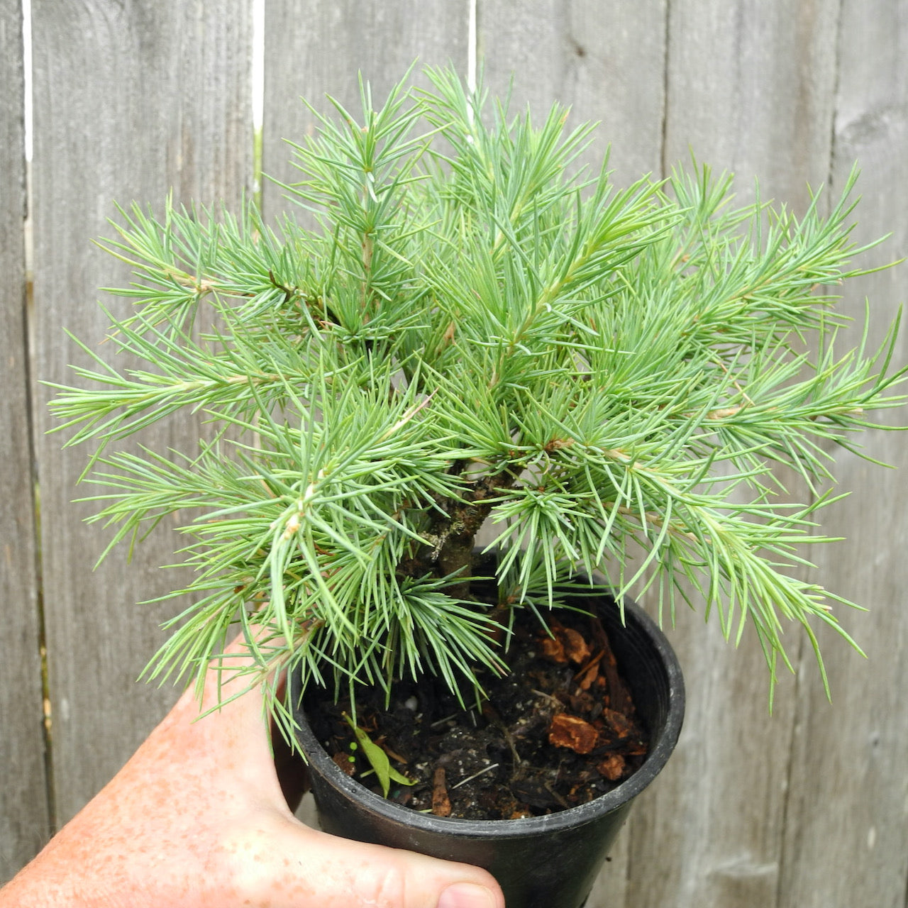 Snow Sprite Deodar Cedar - Cedrus deodara 'Snow Sprite'