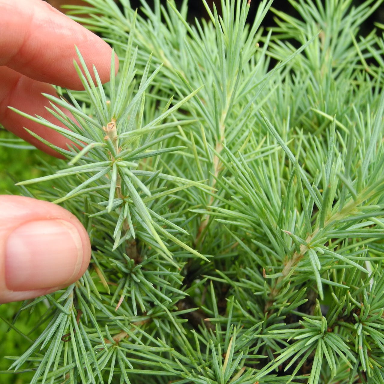 Snow Sprite Deodar Cedar - Cedrus deodara 'Snow Sprite'