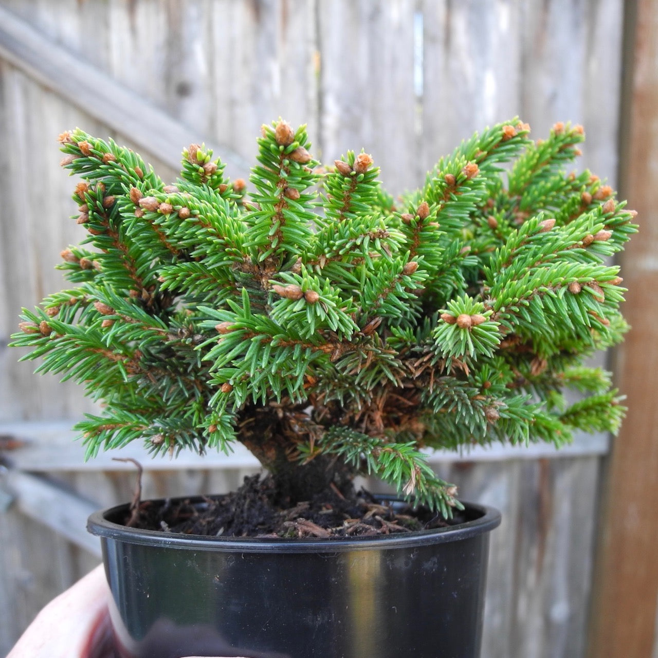 Hildburghausen Miniature Norway Spruce - Picea abies 'Hildburghausen'