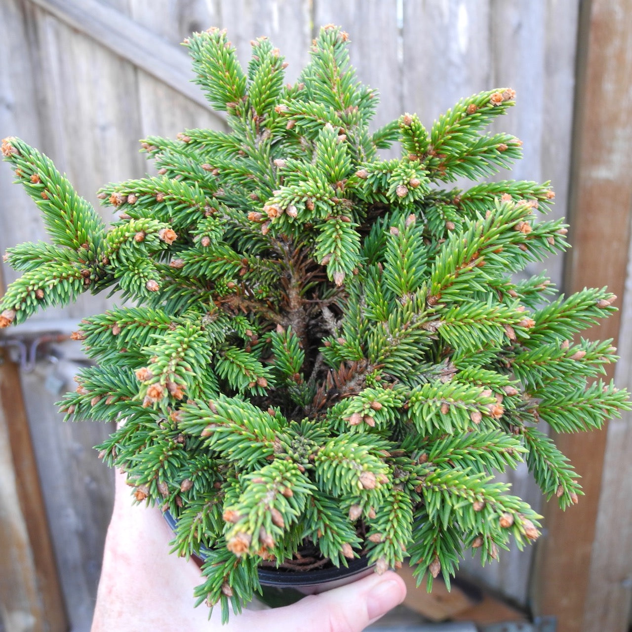 Hildburghausen Miniature Norway Spruce - Picea abies 'Hildburghausen'