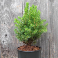 Humpty Dumpty Alberta Spruce  - Picea glauca 'Humpty Dumpty'