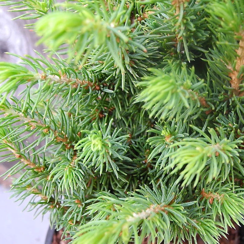 Miniature Garden Humpty Dumpty Alberta Spruce - Picea glauca 'Humpty ...
