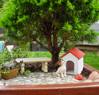 Humpty Dumpty Alberta Spruce  - Picea glauca 'Humpty Dumpty'