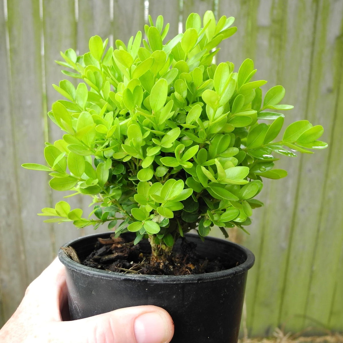 True Dwarf English Boxwood - Buxus sempervirens