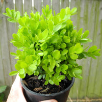 True Dwarf English Boxwood - Buxus sempervirens