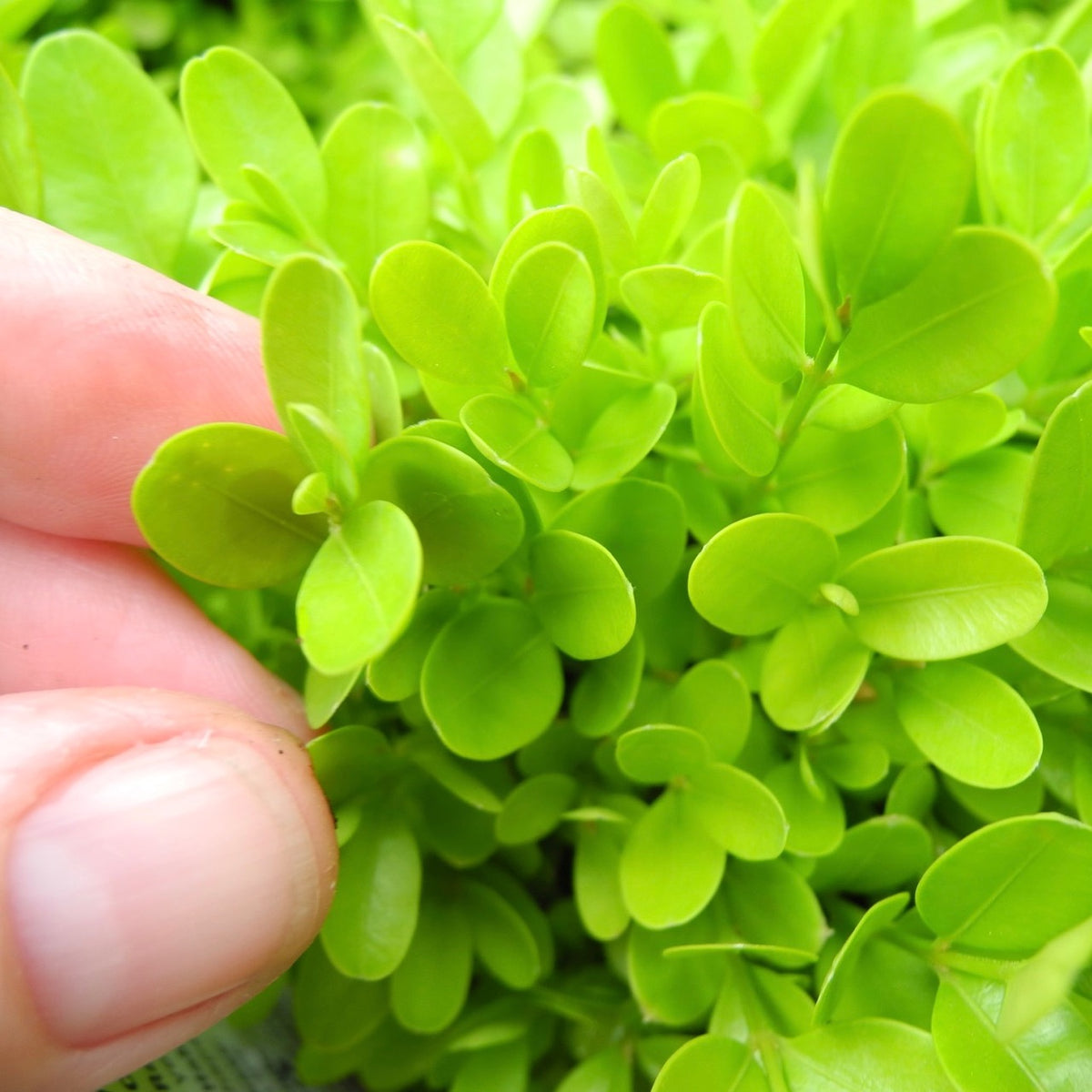 True Dwarf English Boxwood - Buxus sempervirens