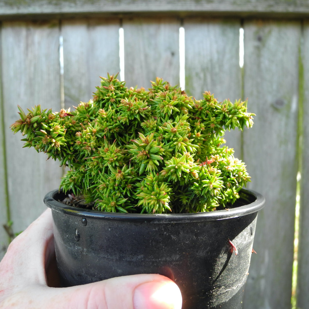 Tenzan Japanese Cedar - Cryptomeria japonica 'Tenzan'