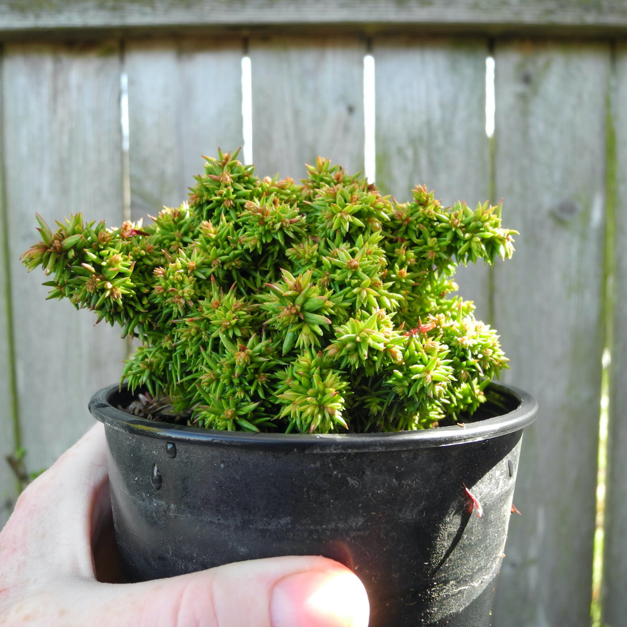 Tenzan Japanese Cedar - Cryptomeria japonica 'Tenzan'