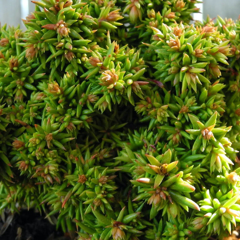 Tenzan Japanese Cedar - Cryptomeria japonica 'Tenzan'