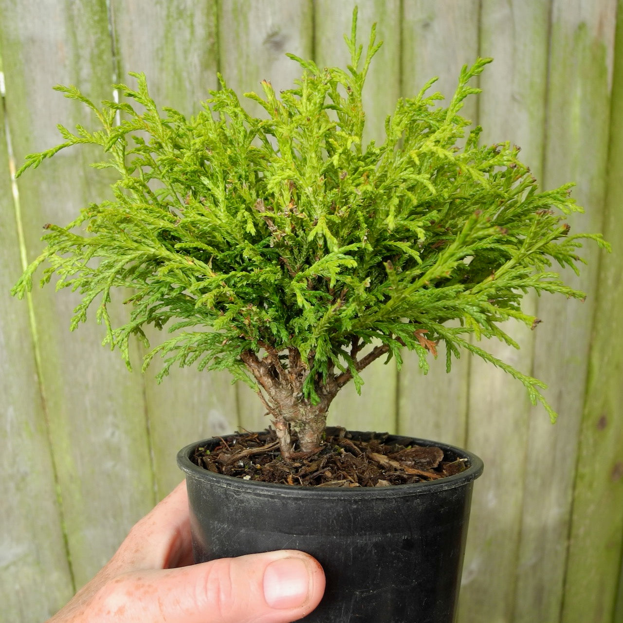 Green Threadbranch Cypress - Chamaecyparis pisifera 'Filifera'