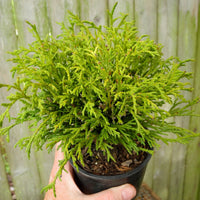 Green Threadbranch Cypress - Chamaecyparis pisifera 'Filifera'