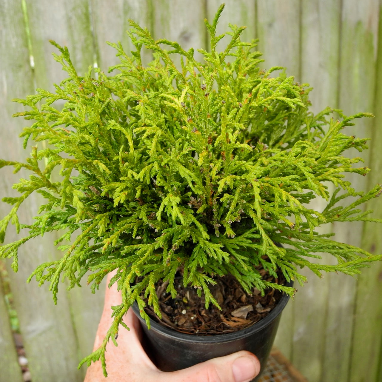 Green Threadbranch Cypress - Chamaecyparis pisifera 'Filifera'