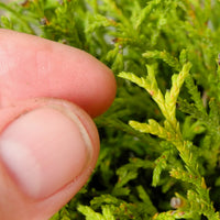 Green Threadbranch Cypress - Chamaecyparis pisifera 'Filifera'
