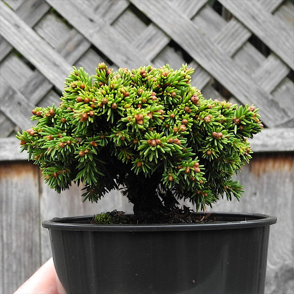 Thumbelina Miniature Norway Spruce - Picea abies 'Thumbelina'