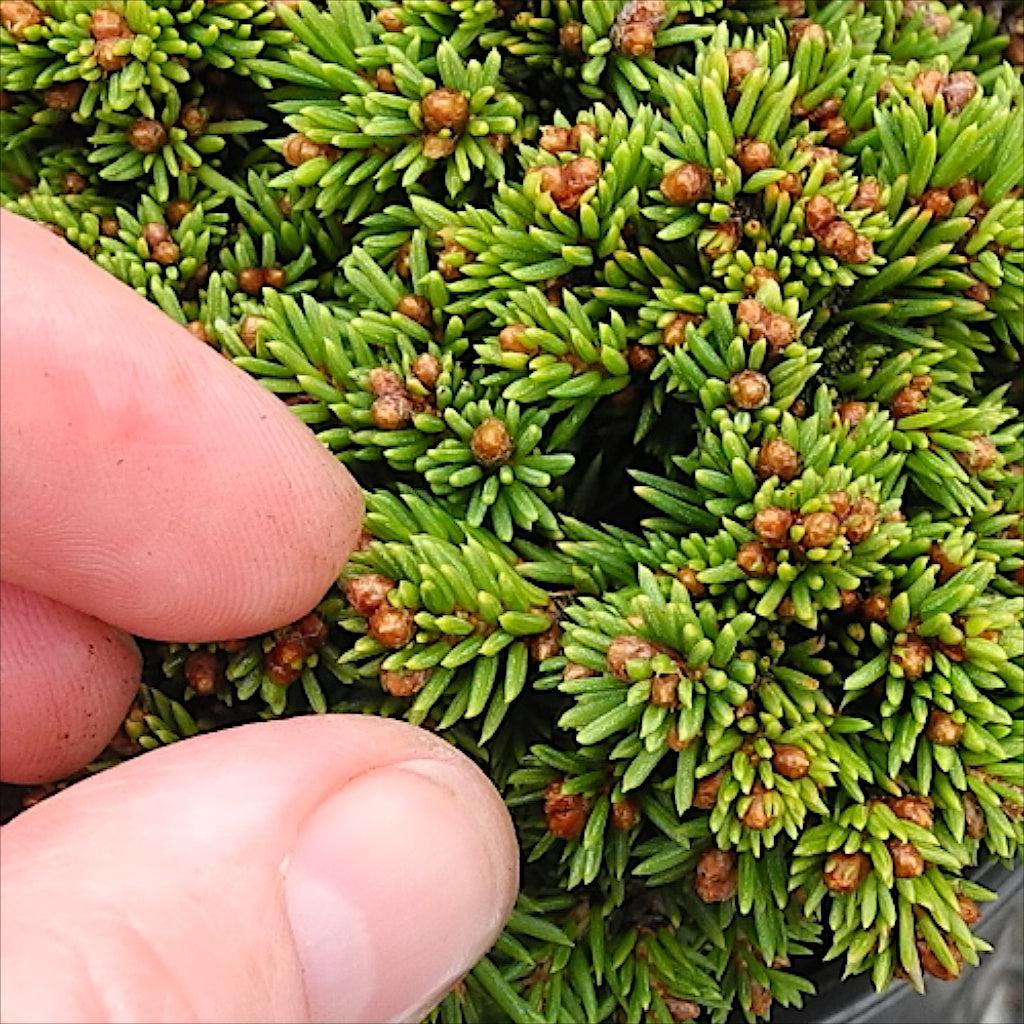 Thumbelina Miniature Norway Spruce - Picea abies 'Thumbelina'