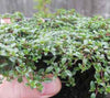 Red Thyme - Thymus serpyllum 'Coccineus'