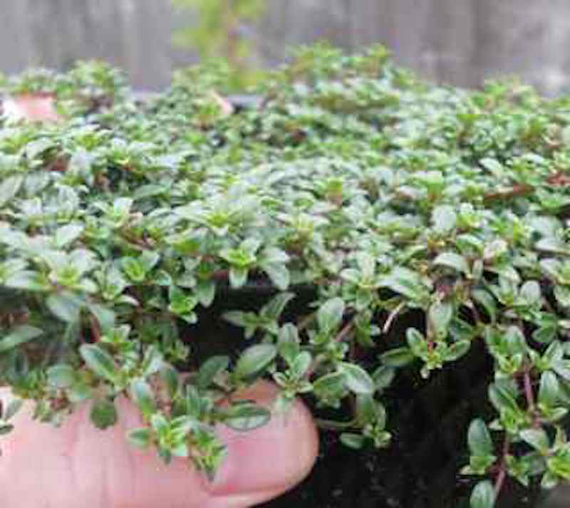 Red Thyme - Thymus serpyllum 'Coccineus'