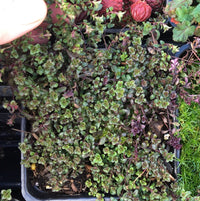 Red Thyme - Thymus serpyllum 'Coccineus'