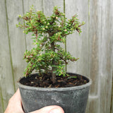 Thyme Leaf Cotoneaster - Cotoneaster microphylla 'Thymifolius'