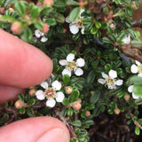 Thyme Leaf Cotoneaster - Cotoneaster microphylla 'Thymifolius'