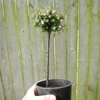 Thyme Leaf Cotoneaster on Standard - Cotoneaster microphylla 'Thymifolius'